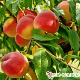 Особенности посадки персика весной и осенью саженцами в открытый грунт -Интернет Магазин Саженцев С Доставкой По РФ